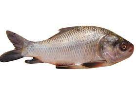 কাতলা মাছ (Catla Fish)-১কেজি ±৫০গ্রাম