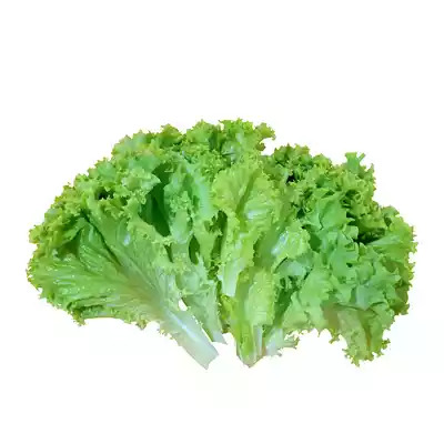 লেটুস পাতা(Lettuce leaf)-250gm থেকে শুরু