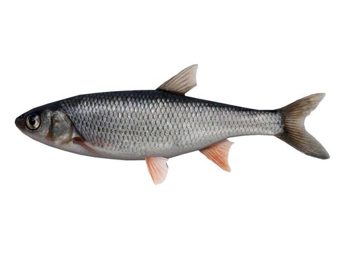 গ্রার্স কার্প মাছ (Grass Carp)-১কেজি  ±৫০ গ্রাম