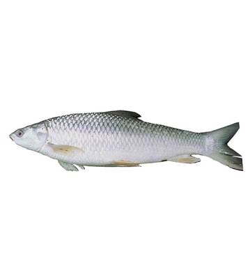 মৃগেল মাছ (Mrigel fish)-১কেজি   ±৫০গ্রাম