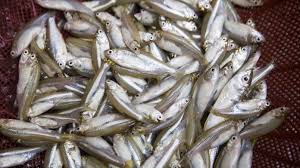 মলা মাছ (Mola Fish)-500 gm