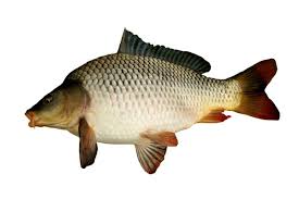 লাল কার্প মাছ (Red Carp) - ১কেজি     ±৫০গ্রাম